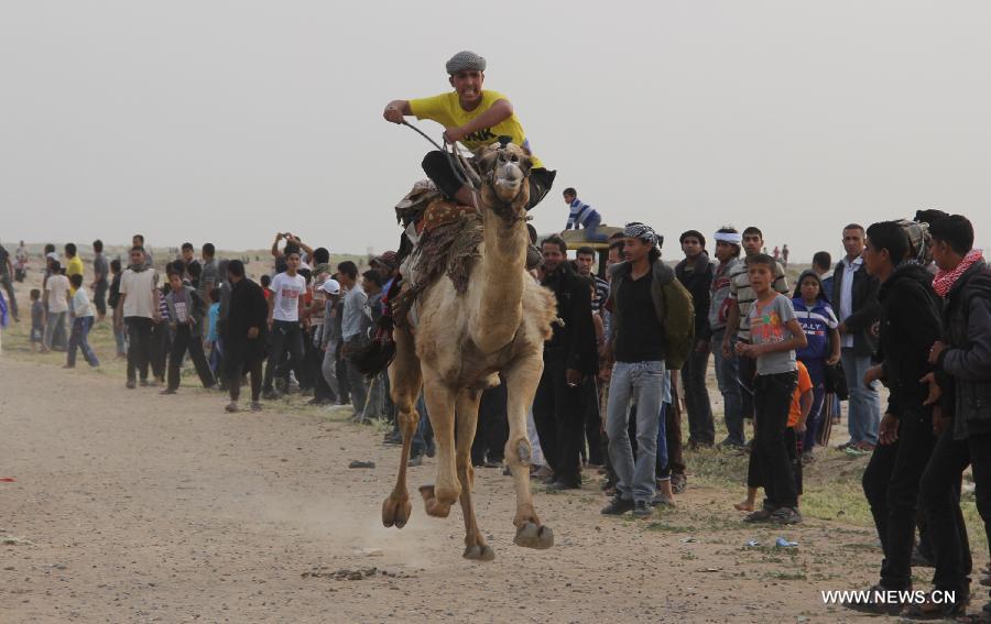 Palestinian jockeys take part in a traditional camel race during Rafah Camel Festival, held in the southern Gaza Strip city of Rafah on March 15, 2013. (Xinhua/Khaled Omar) 