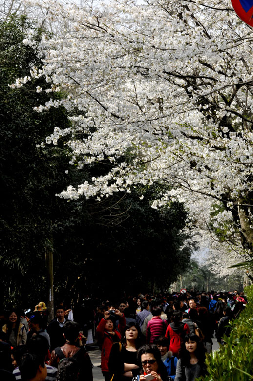 Visitors flock into Wuhan University in central China’s Hubei province to enjoy cherry blossom on March 14, 2013 as temperature rises in south China.  (Xinhua/Tong Hanfang)
