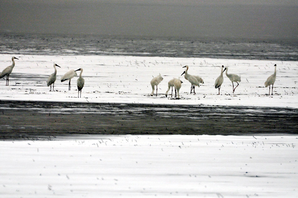 A File photo released by Xinhua News Agency on March 14, 2013 shows a group of Siberian cranes spending winter in the Poyang Lake, Duchang county, central  China's Jiangxi province. Recently, the Alliance for Zero Extinction named the Poyang Lake as one of “Seven Wonders of Endangered Species”. (Photo/Xinhua)