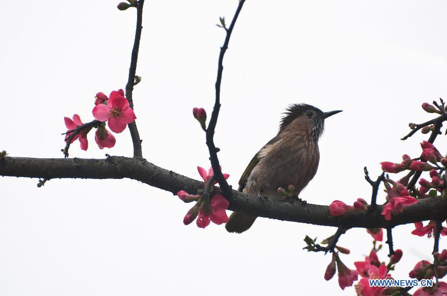 A bird rests on a branch near the Bailongjiang River in Wenxian County of Longnan, northwest China's Gansu Province, March 17, 2013. (Xinhua/Wan Zongping)