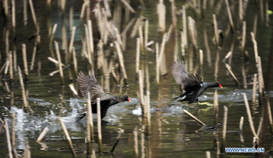 Two common moorhens play in a lotus pond in a botanic garden in Taipei, southeast China's Taiwan, March 17, 2013. (Xinhua/Wu Ching-teng)