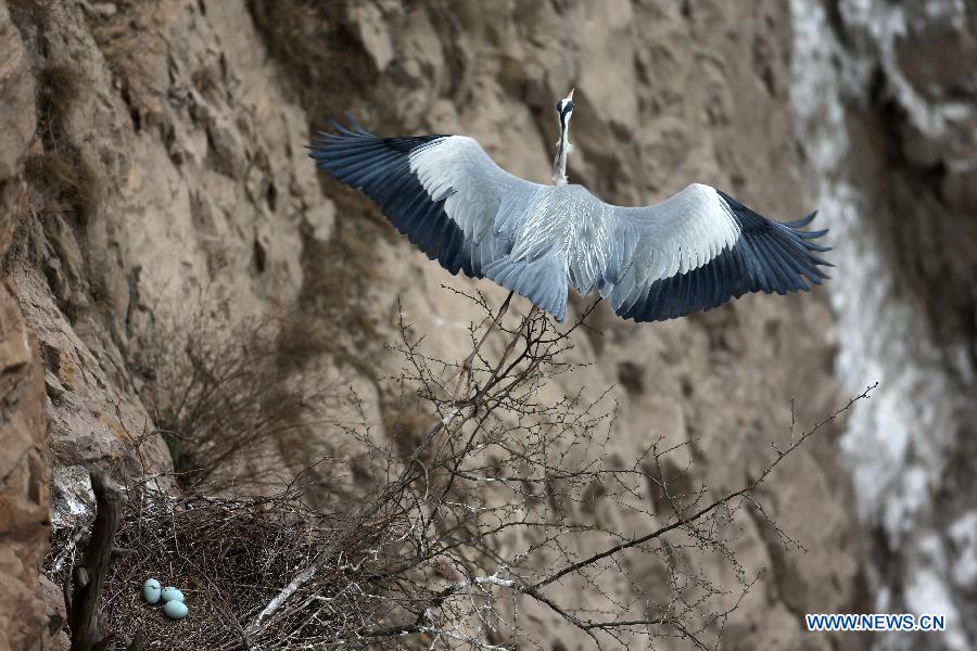 A heron is seen on its nest beside the Yellow River in Pinglu County, north China's Shanxi Province, March 16, 2013. (Xinhua/Liu Wenli)