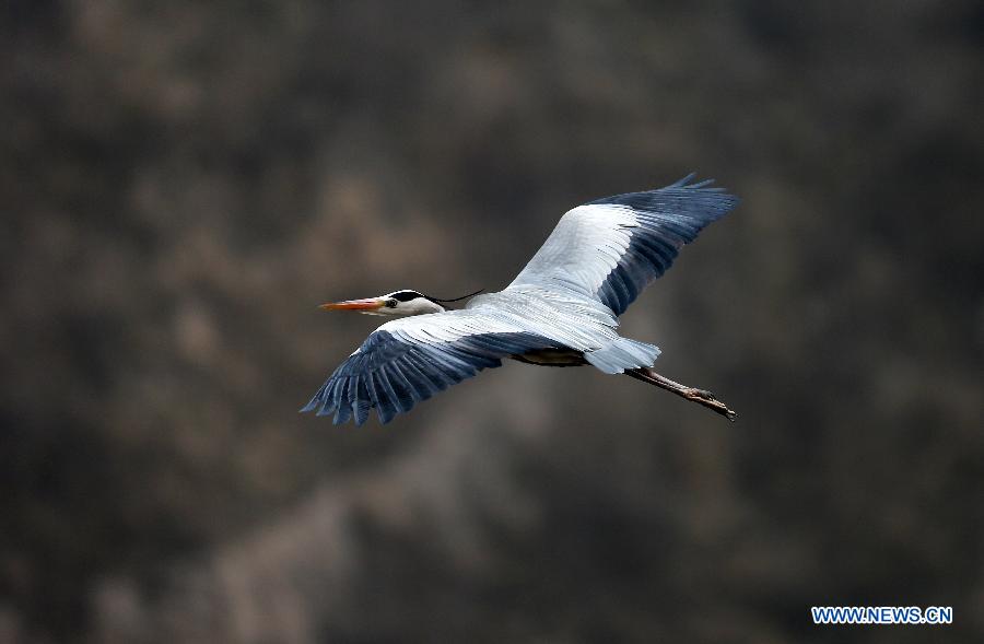 A heron flies in the sky above the Yellow River in Pinglu County, north China's Shanxi Province, March 16, 2013. (Xinhua/Liu Wenli)