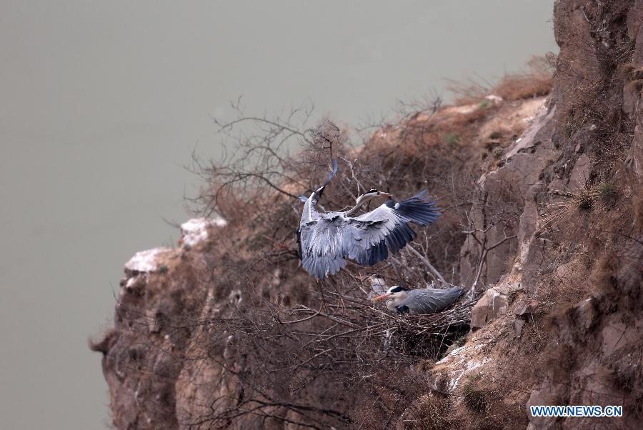 A heron flies back to its nest on the cliffs beside the Yellow River in Pinglu County, north China's Shanxi Province, March 16, 2013. (Xinhua/Liu Wenli)