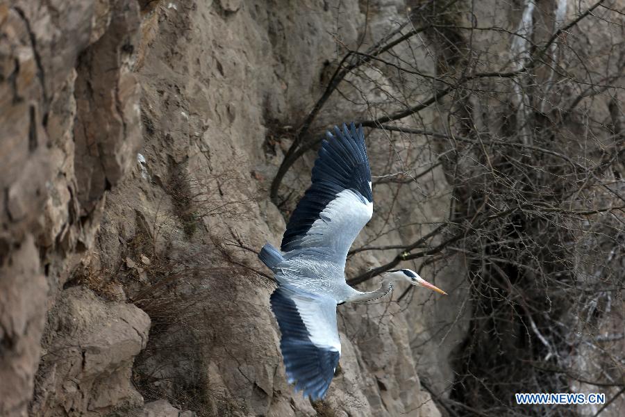 A heron flies in the sky above the Yellow River in Pinglu County, north China's Shanxi Province, March 16, 2013. (Xinhua/Liu Wenli)