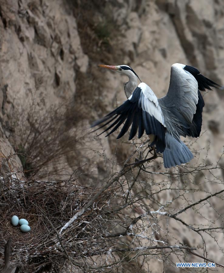 A heron flies back to its nest on the cliffs beside the Yellow River in Pinglu County, north China's Shanxi Province, March 16, 2013. (Xinhua/Liu Wenli)
