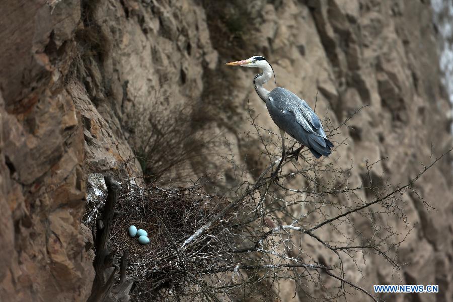 A heron is seen on its nest beside the Yellow River in Pinglu County, north China's Shanxi Province, March 16, 2013. (Xinhua/Liu Wenli)