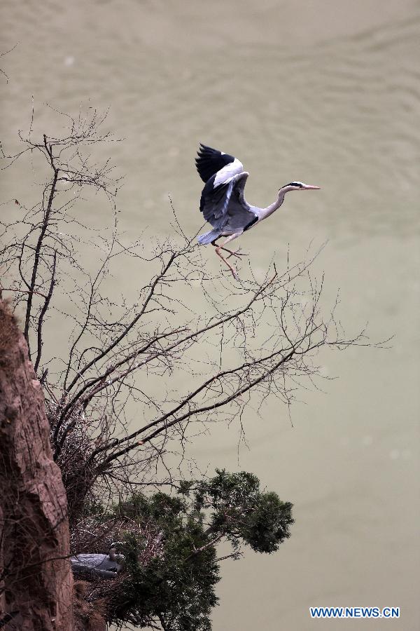 Herons rest on the branches beside the Yellow River in Pinglu County, north China's Shanxi Province, March 16, 2013. (Xinhua/Liu Wenli)