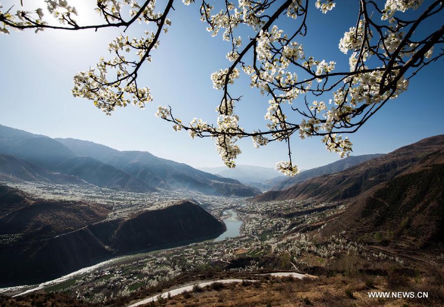 Pear flowers are in full blossom in Sha'er Township of Jinchuan County, southwest China's Sichuan Province, March 17, 2013. The pear flower scenery here attracted a good many tourists. (Xinhua/Jiang Hongjing)
