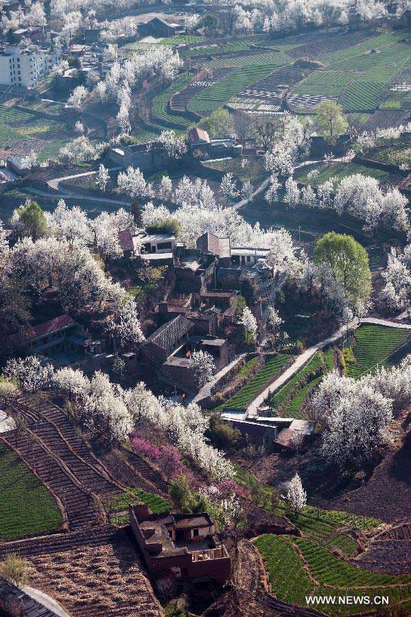 Pear flowers are in full blossom in Sha'er Township of Jinchuan County, southwest China's Sichuan Province, March 17, 2013. The pear flower scenery here attracted a good many tourists. (Xinhua/Jiang Hongjing)
