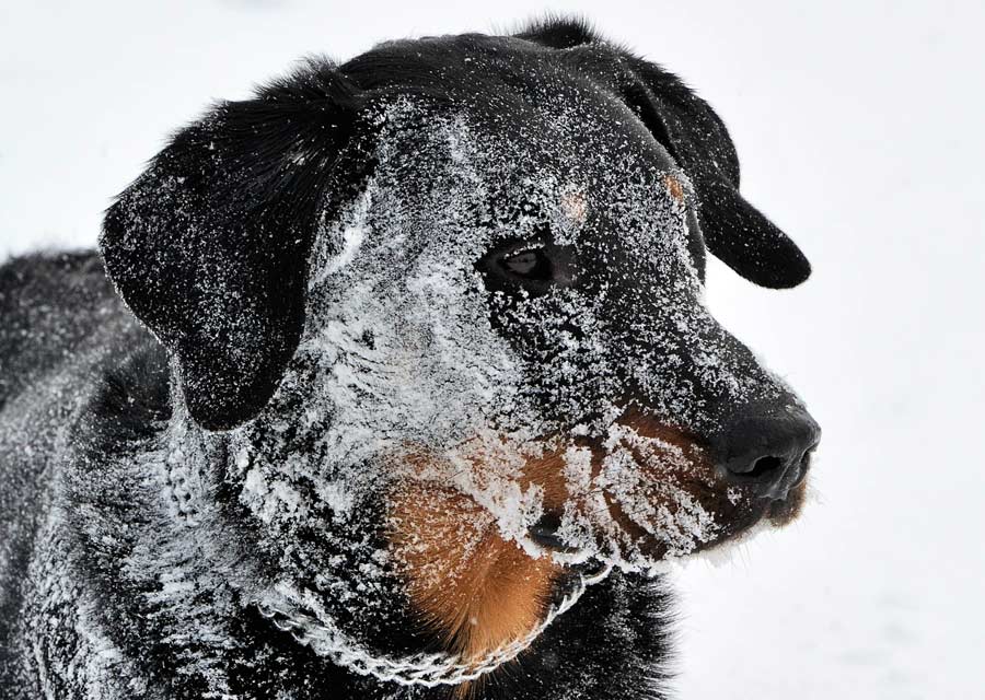 A Beauce Sheep dog is covered by snow in Godewaersvelde, northern France on March 12, 2013 after a heavy snow storm. A heavy late-winter snowstorm battered northwestern Europe on Tuesday, causing massive disruptions including the closure of Frankfurt airport and the suspension of trains between Paris and London.(Xinhua News Agency/AFP)