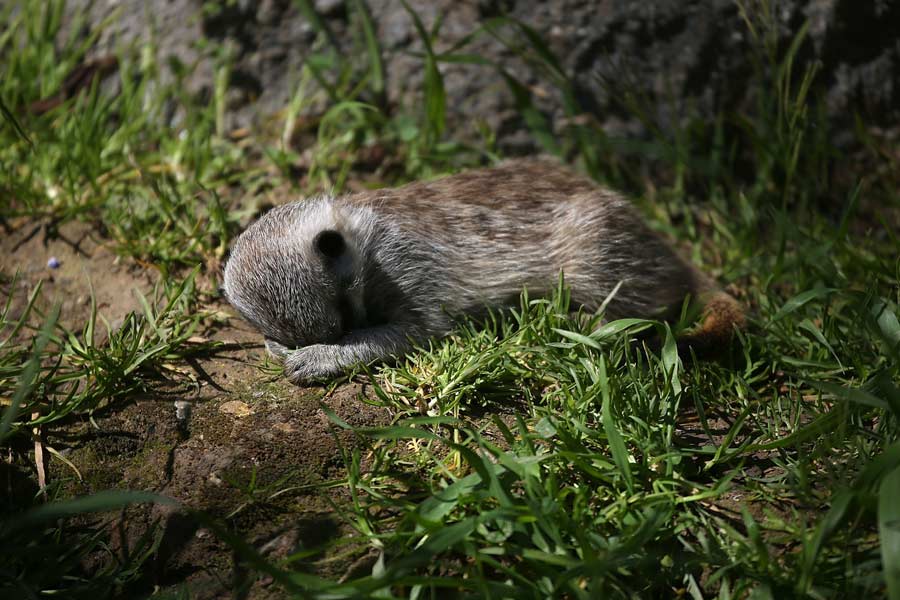 A six-month mongoose cub lies on the grass in Auckland Zoo in California, U.S., March 11, 2013. (Xinhua/AFP)