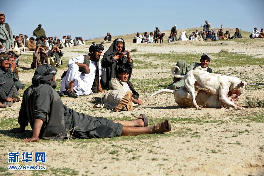 Afghan spectators look on as two fighting dogs attack each other during weekly dog fight matches on the outskirts of Kandahar on March 15, 2013. Dog fighting is held in vacant lots and though betting is done, matches are stopped as soon as one dog shows absolute domination. Dog fighting was banned during the Taliban regime. (Xinhua/AFP)