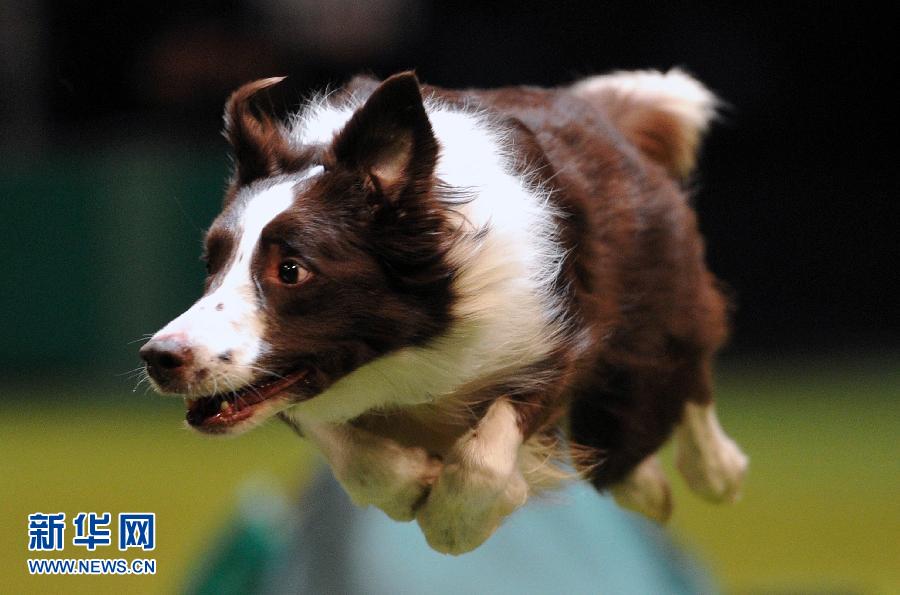 A border collie performs a jump during the agility competition on the fourth day of Crufts dog show in Birminghamn, central England on March 10, 2013. The annual event sees dog breeders from around the world compete in a number of competitions with one dog going on to win the “Best in Show” category. Golden retrievers meet up during the final day at Crufts Dog Show in Birmingham, England on March 10, 2013. During this year’s four-day competition over 22,000 dogs and their owners will vie for a variety of accolades but ultimately seeking the coveted 'Best in Show'.(Xinhua /AFP)