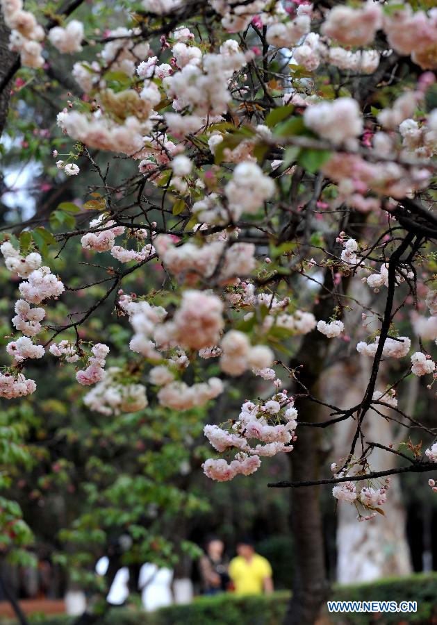 Visitors enjoy the blooming sakura at a park in Kunming, capital of southwest China's Yunnan Province, March 18, 2013. Kunming has entered its cherry blossom season recently.(Xinhua/Lin Yiguang)