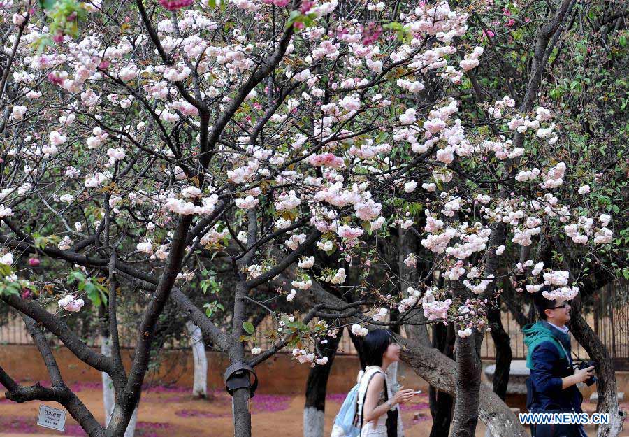 Visitors enjoy the blooming sakura at a park in Kunming, capital of southwest China's Yunnan Province, March 18, 2013. Kunming has entered its cherry blossom season recently. (Xinhua/Lin Yiguang)