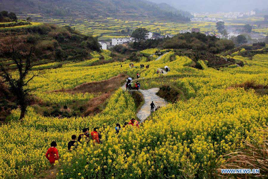 Photo taken on March 16, 2013 shows rape flowers in full bloom in Jianling Township of Wuyuan County, east China's Jiangxi Province. (Xinhua/Shi Guangde)