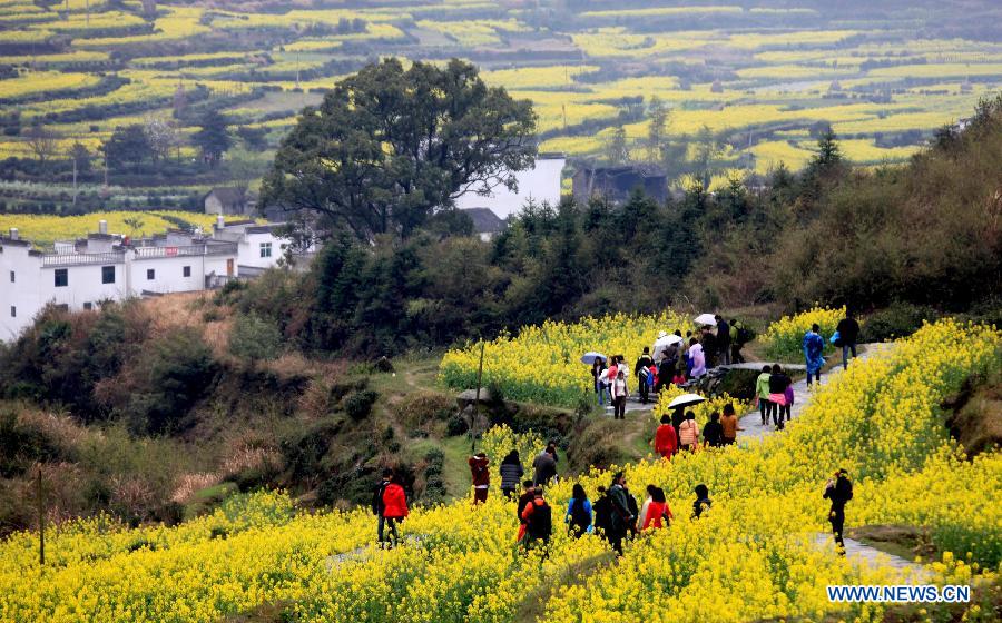 Tourists enjoy rape flowers in Jianling Township of Wuyuan County, east China's Jiangxi Province, March 16, 2013. (Xinhua/Shi Guangde)