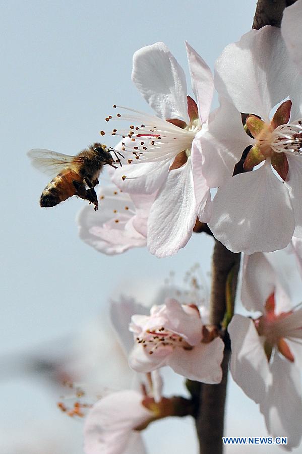 A bee gathers honey from a flower in Taiyuan, capital of north China's Shanxi Province, March 18, 2013. (Xinhua/Zhan Yan)