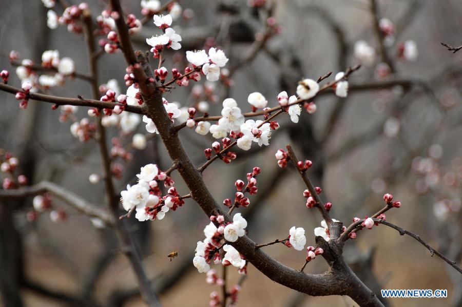 Photo taken on March 18, 2013 shows the apricot blossom in Zhangxia Town in the Changqing District of Jinan, capital of east China's Shandong Province. More than 200 hectares of apricot trees have been planted in the town, expected to produce 3,500 tons of apricots.(Xinhua/Xu Suhui)