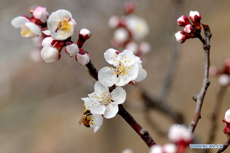 Photo taken on March 18, 2013 shows the apricot blossom in Zhangxia Town in the Changqing District of Jinan, capital of east China's Shandong Province. More than 200 hectares of apricot trees have been planted in the town, expected to produce 3,500 tons of apricots.(Xinhua/Xu Suhui)