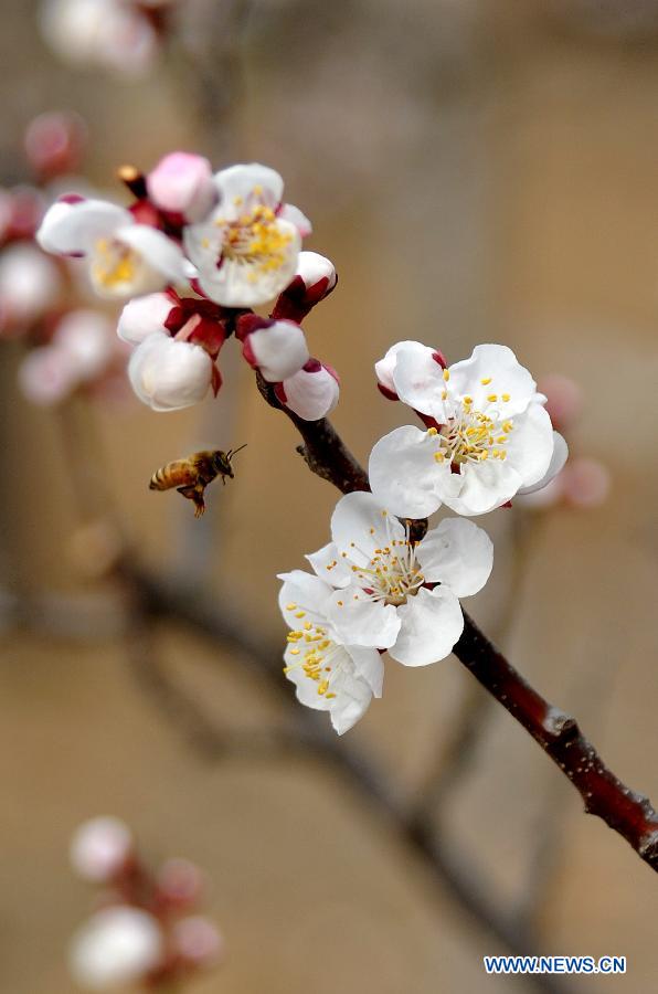 Photo taken on March 18, 2013 shows the apricot blossom in Zhangxia Town in the Changqing District of Jinan, capital of east China's Shandong Province. More than 200 hectares of apricot trees have been planted in the town, expected to produce 3,500 tons of apricots.(Xinhua/Xu Suhui)