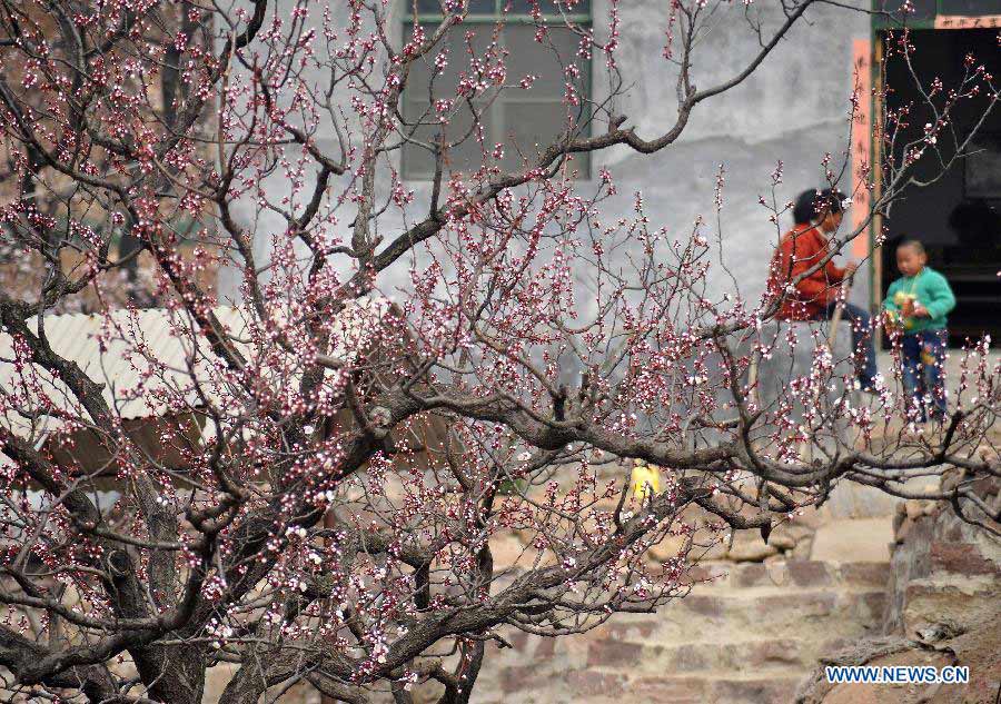 Photo taken on March 18, 2013 shows the apricot blossom in Zhangxia Town in the Changqing District of Jinan, capital of east China's Shandong Province. More than 200 hectares of apricot trees have been planted in the town, expected to produce 3,500 tons of apricots.(Xinhua/Xu Suhui)