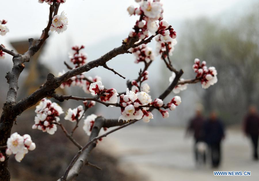 Photo taken on March 18, 2013 shows the apricot blossom in Zhangxia Town in the Changqing District of Jinan, capital of east China's Shandong Province. More than 200 hectares of apricot trees have been planted in the town, expected to produce 3,500 tons of apricots.(Xinhua/Xu Suhui)