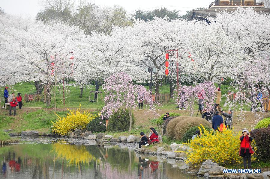 Tourists enjoy cherry blossoms at the Moshan scenic spot in Wuhan, capital of central China's Hubei Province, March 18, 2013. As weather warms up, cherry blossoms in Wuhan are in full bloom. (Xinhua/Hao Tongqian)
