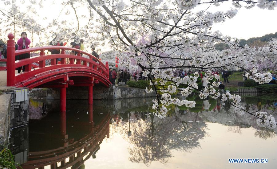 Tourists enjoy cherry blossoms at the Moshan scenic spot in Wuhan, capital of central China's Hubei Province, March 18, 2013. As weather warms up, cherry blossoms in Wuhan are in full bloom. (Xinhua/Hao Tongqian)
