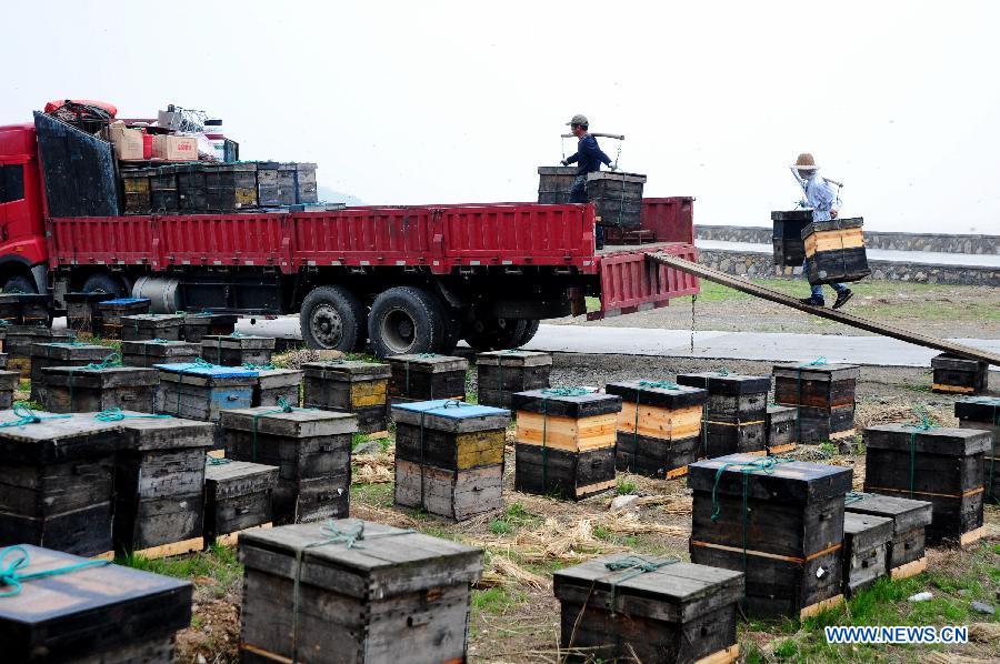 Apiarists carry their beehives to a truck as they move to Anqing City in east China's Anhui Province after 3-month rehabilitation in Cixi City, east China's Zhejiang Province, March 18, 2013. As weather warms up, apiarists are busy with keeping bees.(Xinhua/Yao Feng)
