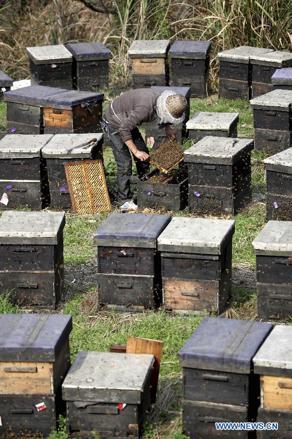 An apiarist checks a beehive in Duchang County of Jiujiang City, east China's Jiangxi Province, March 18, 2013. As weather warms up, apiarists are busy with keeping bees. (Xinhua/Fu Jianbin)