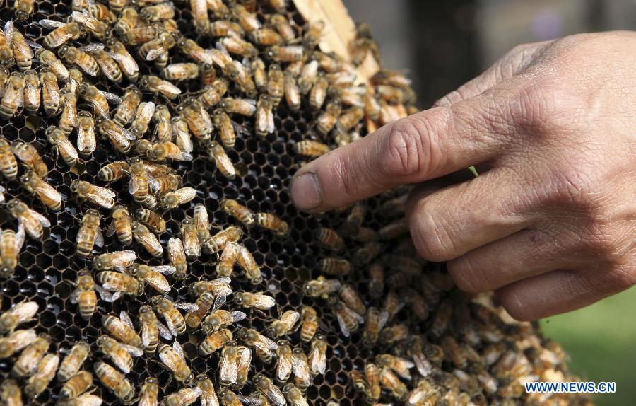An apiarist checks a beehive in Duchang County of Jiujiang City, east China's Jiangxi Province, March 18, 2013. As weather warms up, apiarists are busy with keeping bees. (Xinhua/Fu Jianbin)