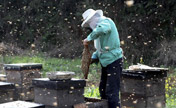 Apiarists busy with keeping bees
