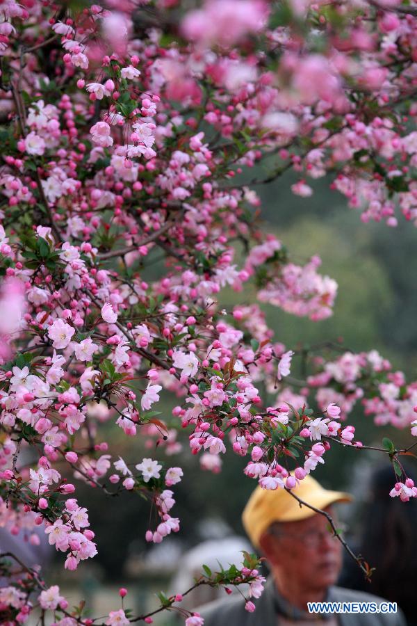 Visitors view begonia flowers at the Mochouhu Park in Nanjing, capital of east China's Jiangsu Province, March 19, 2013. With begonia flowers in full blossom, the 31st Mochouhu Begonia Festival has attracted a large number of tourists. (Xinhua/Yan Minhang)