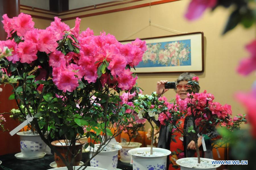 A visitor takes photos of azalea flowers at the first Fuzhou Azalea Cultural Festival in Fuzhou, capital of southeast China's Fujian Province, March 19, 2013. The festival kicked off on Tuesday, displaying over 100 species of azalea flowers. (Xinhua/Lin Shanchuan)