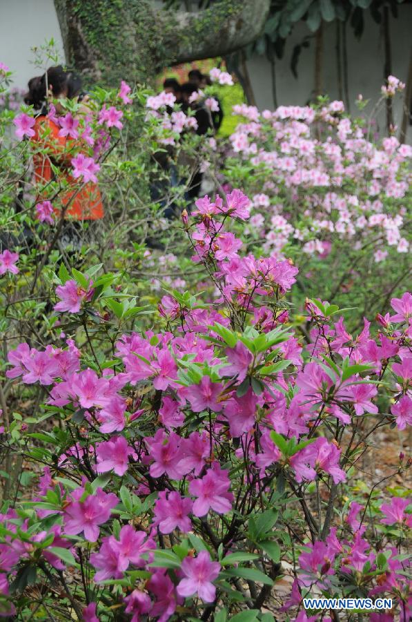 Photo taken on March 19, 2013 shows azalea flowers at the first Fuzhou Azalea Cultural Festival in Fuzhou, capital of southeast China's Fujian Province. The festival kicked off on Tuesday, displaying over 100 species of azalea flowers. (Xinhua/Lin Shanchuan)