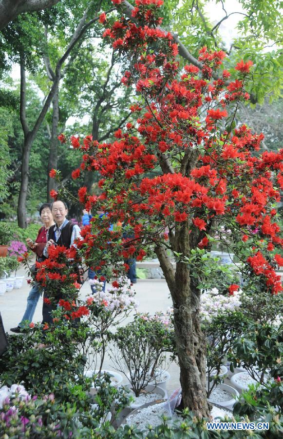 Visitors view azalea flowers at the first Fuzhou Azalea Cultural Festival in Fuzhou, capital of southeast China's Fujian Province, March 19, 2013. The festival kicked off on Tuesday, displaying over 100 species of azalea flowers. (Xinhua/Lin Shanchuan)