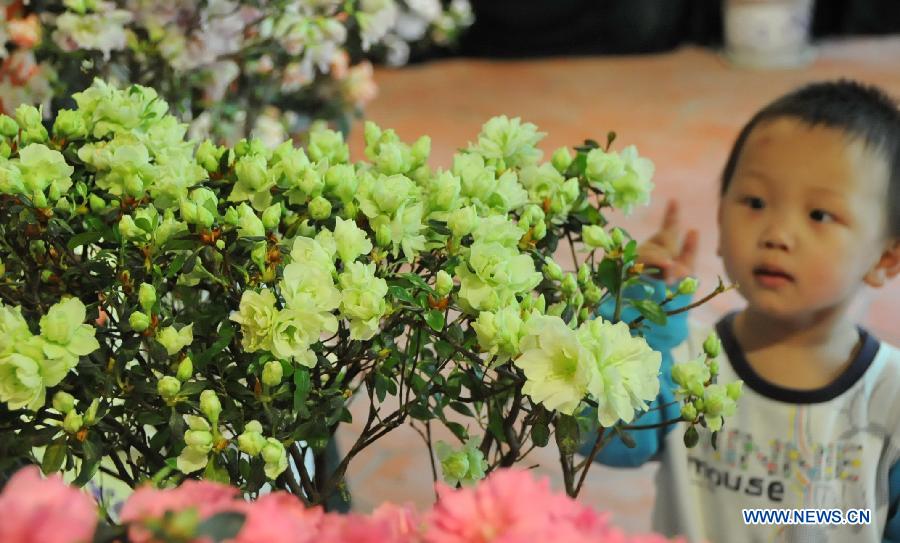 A child views azalea flowers at the first Fuzhou Azalea Cultural Festival in Fuzhou, capital of southeast China's Fujian Province, March 19, 2013. The festival kicked off on Tuesday, displaying over 100 species of azalea flowers. (Xinhua/Lin Shanchuan)