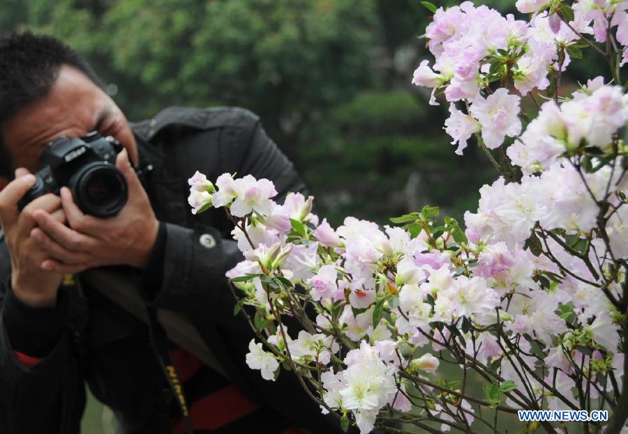 A visitor takes photos of azalea flowers at the first Fuzhou Azalea Cultural Festival in Fuzhou, capital of southeast China's Fujian Province, March 19, 2013. The festival kicked off on Tuesday, displaying over 100 species of azalea flowers. (Xinhua/Lin Shanchuan)