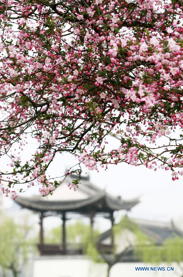 Photo taken on March 18, 2013 shows begonia flowers at the Mochouhu Park in Nanjing, capital of east China's Jiangsu Province. Various flowers are in full blossom as spring comes. (Xinhua/Wang Xin)