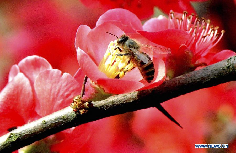 Photo taken on March 18, 2013 shows a bee lands on a begonia flower in Suzhou, east China's Jiangsu Province. Various flowers are in full blossom as spring comes. (Xinhua/Wang Jianzhong)