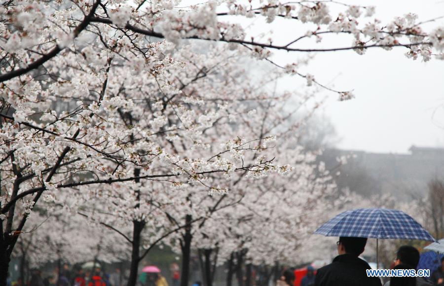 Photo taken on March 17, 2013 shows cherry blossoms in Nanjing, capital of east China's Jiangsu Province. Various flowers are in full blossom as spring comes. (Xinhua/Liu Jianhua)