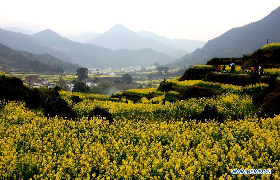 Photo taken on March 16, 2013 shows cole flowers in Wuyuan County, east China's Jiangxi Province. Various flowers are in full blossom as spring comes. (Xinhua/Shi Guangde)