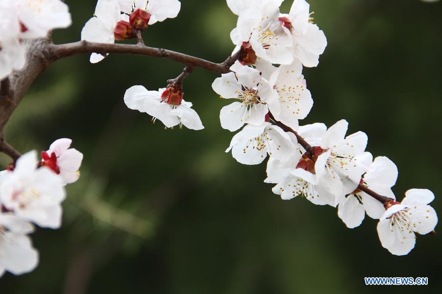 Photo taken on March 18, 2013 shows apricot flowers on a street in Zaozhuang, east China's Shandong Province. Various flowers are in full blossom as spring comes. (Xinhua/Zhang Qiang)