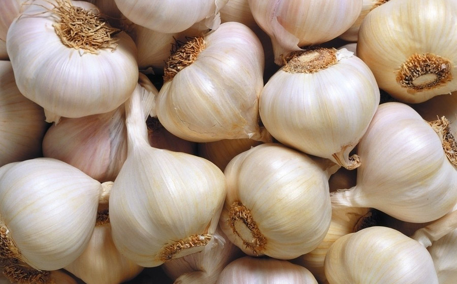 Garlic (xinhuanet.com)