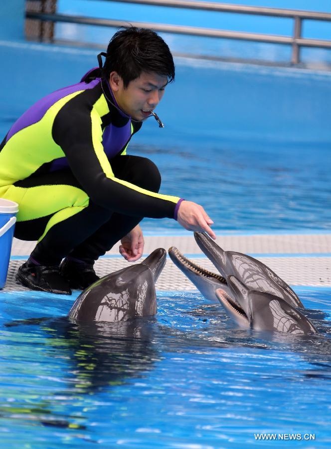 A specialist trains dolphins at the Marine Mammals Breeding and Research Center of the Ocean Park in Hong Kong, south China, March 19, 2013. The Marine Mammals Breeding and Research Center of the Ocean Park Hong Kong was put into use in November 2009. The center now accommodates 10 dolphins which are nursed and trained by 10 specialists. (Xinhua/Li Peng)  