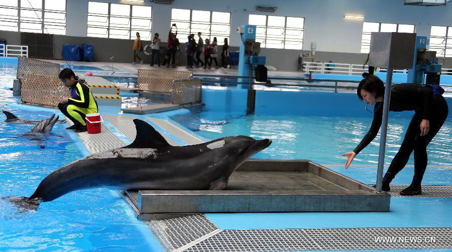 A specialist leads a dolphin to a weight scale at the Marine Mammals Breeding and Research Center of the Ocean Park in Hong Kong, south China, March 19, 2013. The Marine Mammals Breeding and Research Center of the Ocean Park Hong Kong was put into use in November 2009. The center now accommodates 10 dolphins which are nursed and trained by 10 specialists. (Xinhua/Li Peng)  