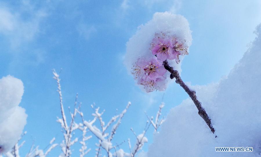 Photo taken on March 20, 2013 shows the snow-covered cherry blossoms at the Yuyuantan Park in Beijing, capital of China. Beijing witnessed a snowfall with a depth reaching 10-17 centimeters overnight. The snowfall happened to hit the city on the Chinese traditional calendar date of Chunfen, which heralds the beginning of the spring season. Chunfen, which literally means Spring Equinox or Vernal Equinox, falls on the day when the sun is exactly at the celestial latitude of zero degrees. (Xinhua/Li Xin)