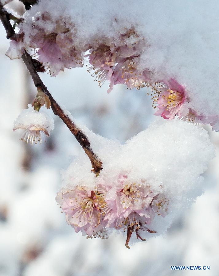 Photo taken on March 20, 2013 shows the snow-covered cherry blossoms at the Yuyuantan Park in Beijing, capital of China. Beijing witnessed a snowfall with a depth reaching 10-17 centimeters overnight. The snowfall happened to hit the city on the Chinese traditional calendar date of Chunfen, which heralds the beginning of the spring season. Chunfen, which literally means Spring Equinox or Vernal Equinox, falls on the day when the sun is exactly at the celestial latitude of zero degrees. (Xinhua/Li Xin)